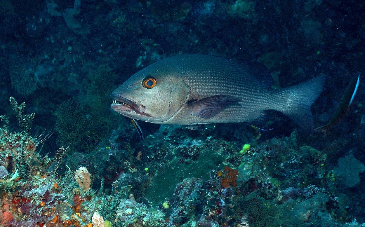 Sipadan_2015_Vivaneau chien rouge_Lutjanus bohar_IMG_2389_rc.jpg